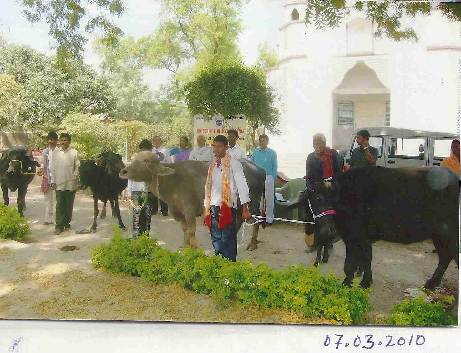 Buffalo in Buxar