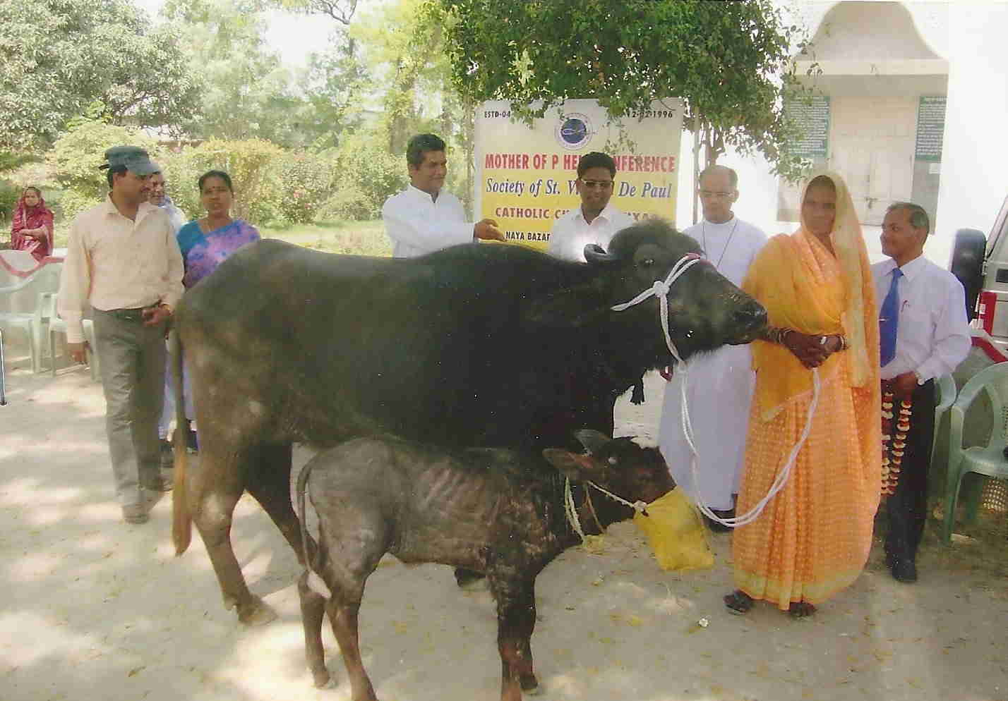 Buffalo in Buxar