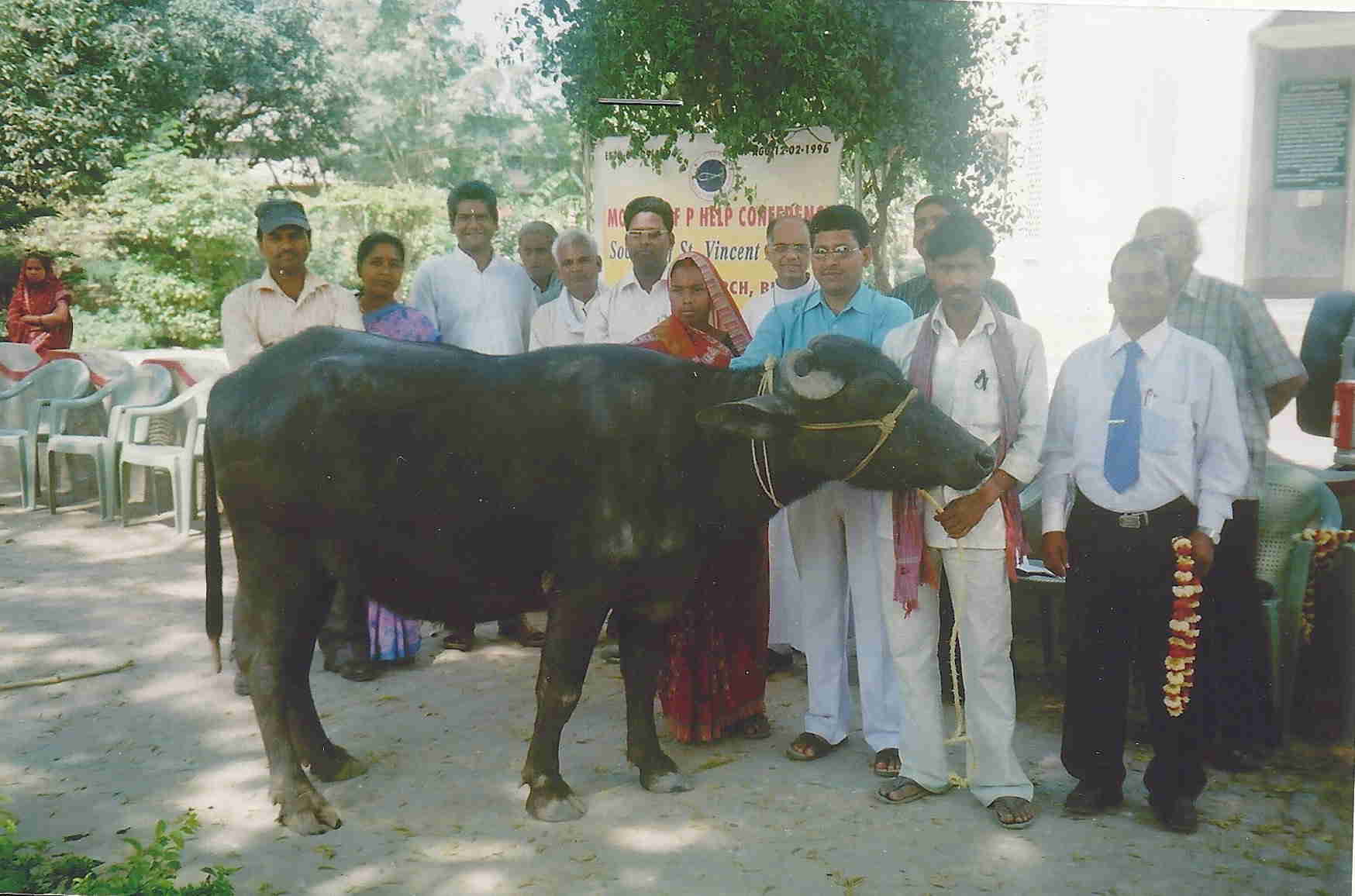 Buffalo in Buxar